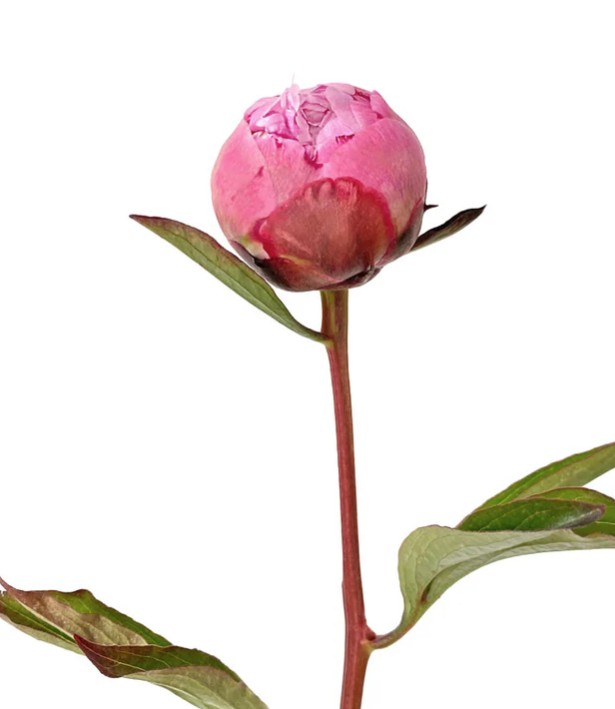 Peonies Pink1