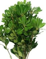 Pittosporum – Only Pickup1