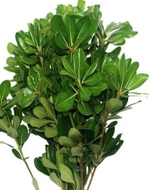 Pittosporum – Only Pickup1