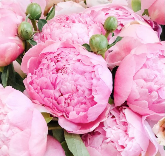 Peonies Pink1