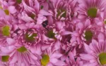 purple-daisy11