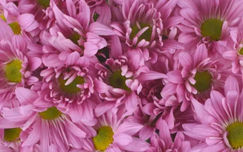 purple-daisy11