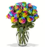 rainbow 11