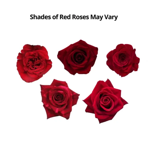 red roses11