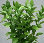 ruscus1