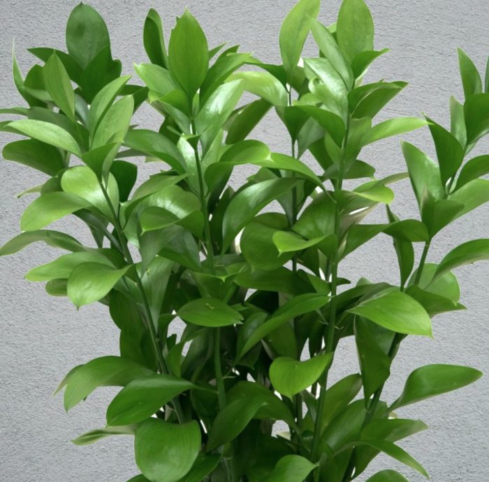 ruscus1
