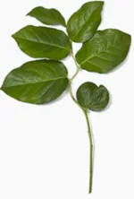 Salal-20 Stems-Only Pickup1