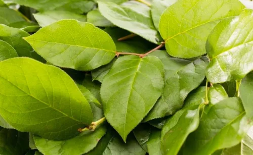 Salal-20 Stems-Only Pickup1