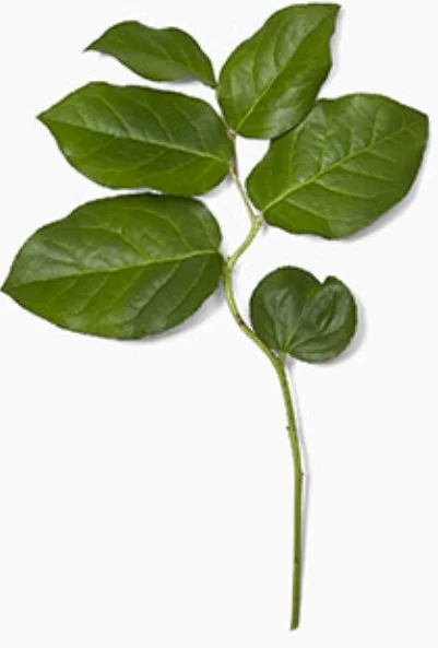 Salal-20 Stems-Only Pickup1