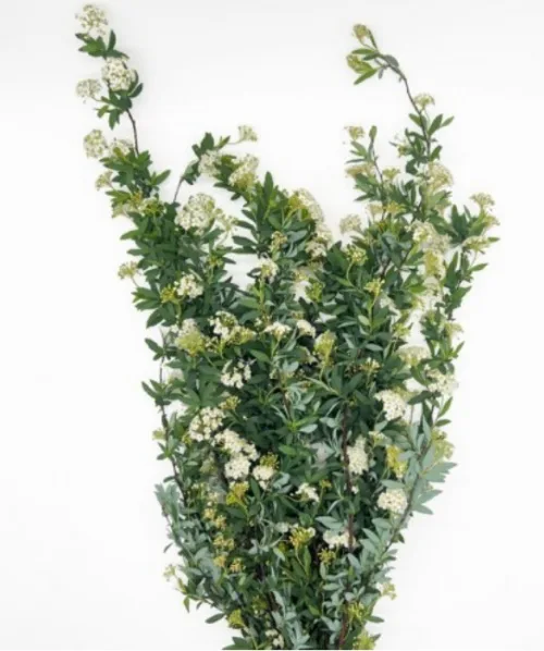 spirare White11