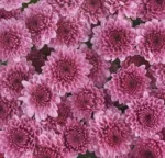 spray button purple1