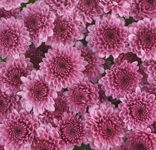 spray button purple1