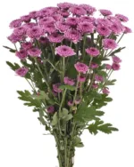 spray button purple1