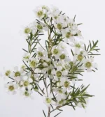 Wax Flowers White1