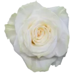 Bulk White Mondial Roses- 25 Stems