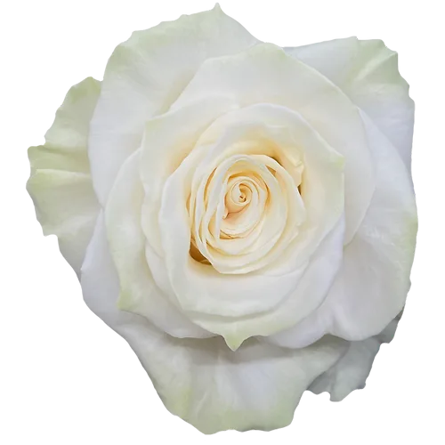 Bulk White Mondial Roses- 25 Stems