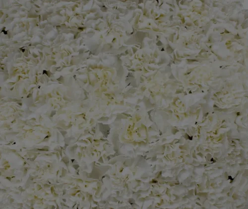 carnation white11