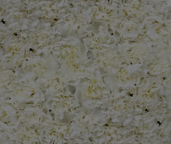 white carnation carnation white11