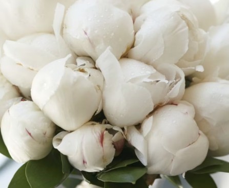 White Peonies1