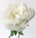 Peonies White1