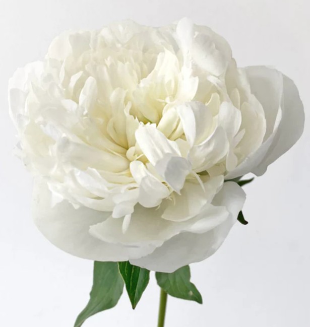 Peonies White1