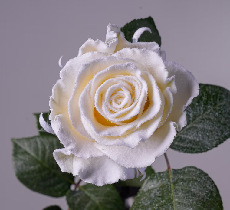 white velvet white velvet11