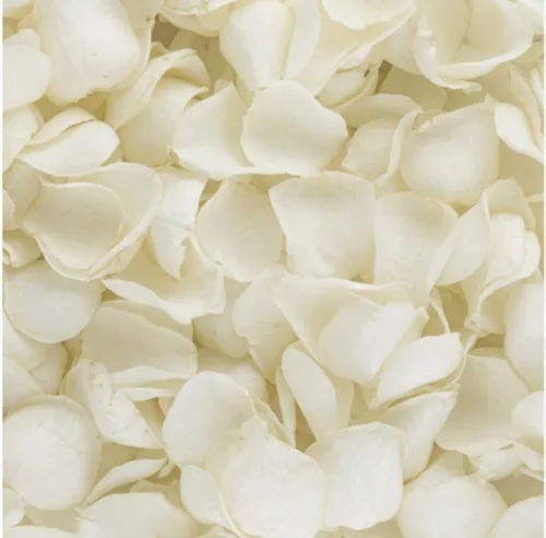 white rose petals111
