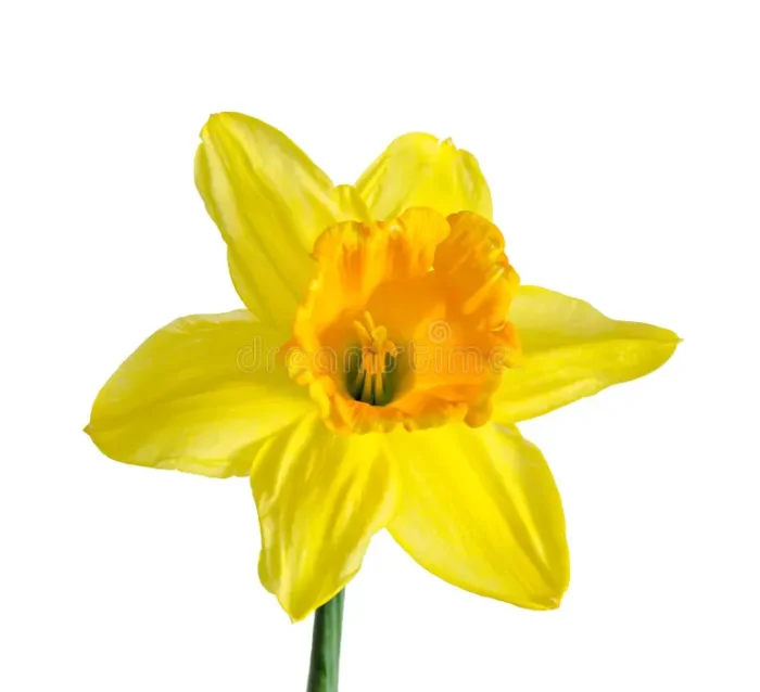 Daffodil Flower
