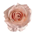 Pearl Rose Gold1