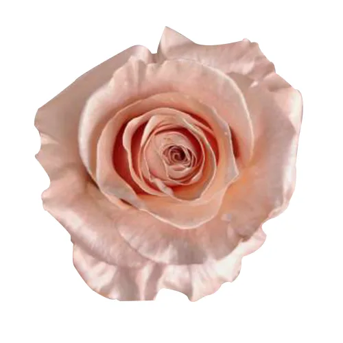 Pearl Rose Gold1
