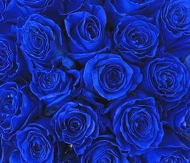 25 Blue Roses1