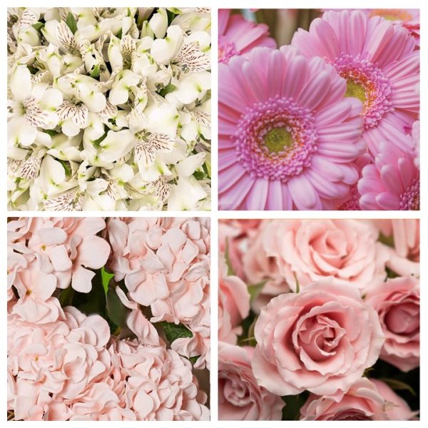 Alstroemeria Flowers and More1
