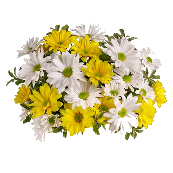 Arrangement of White and Yellow Chrysanthemum