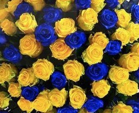 Blue and Yellow Roses 100 Stem1Blue and Yellow Roses 100 Stem