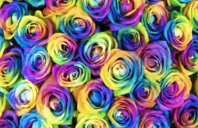 Roses Rainbow1