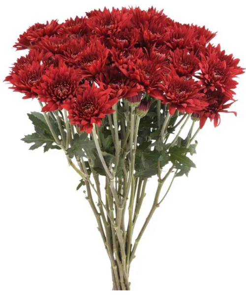 Red Cushion111