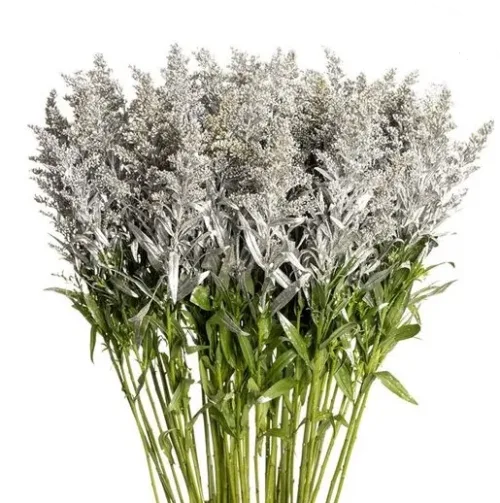 Solidago Tinted Silver1