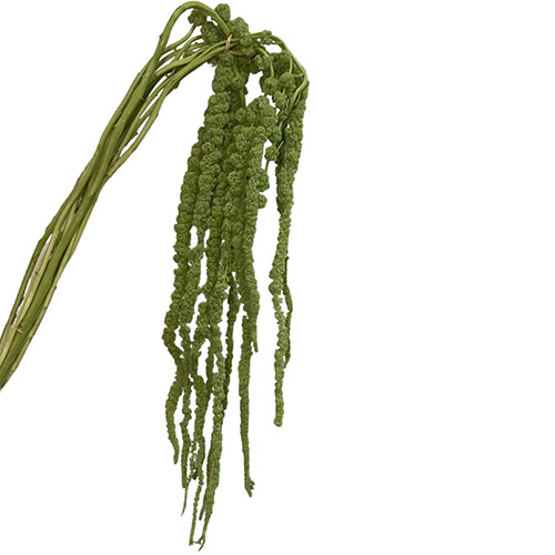 Amaranthus Green Hanging