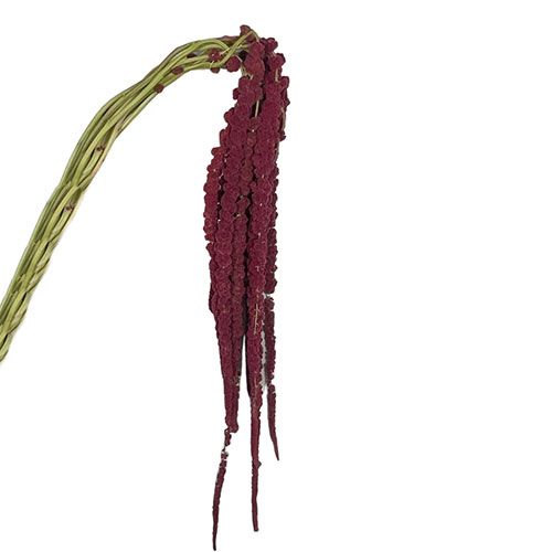 Upright Amaranthus red