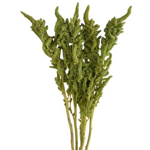 Upright Amaranthus Green