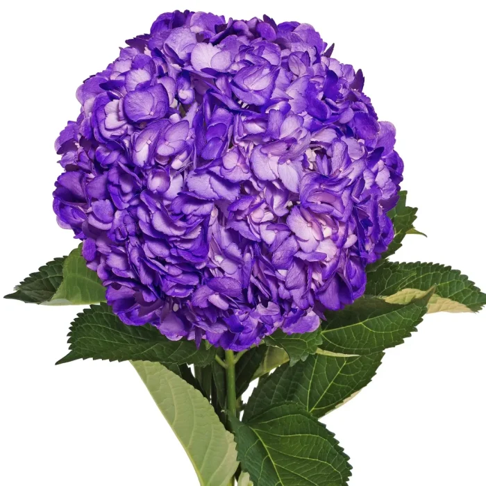 Hydrangea Purple – Only Pickup