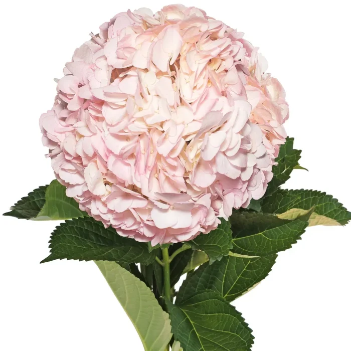 Hydrangea Pink– Only Pickup