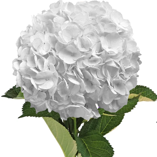 Hydrangea White– Only Pickup