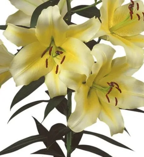 Yellow Oriental Lilies11