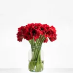 Amaryllis11