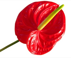 Red Anthuriums1