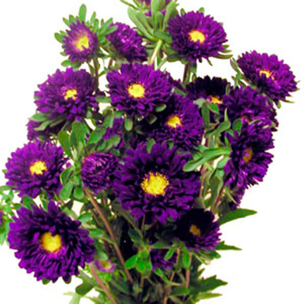 Aster (Matsumoto, Callistephus chinensis)1