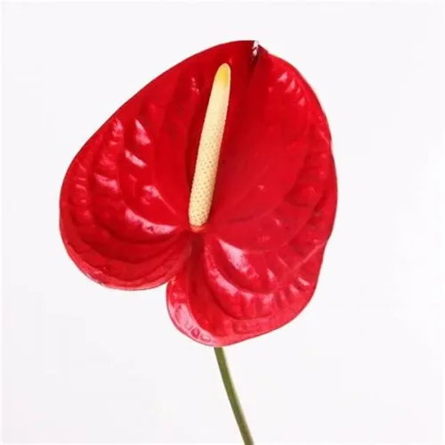 Red Anthuriums Bulk Toronto