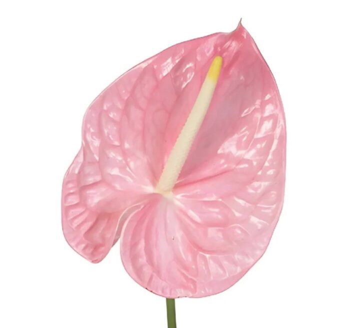 Pink Anthuriums1