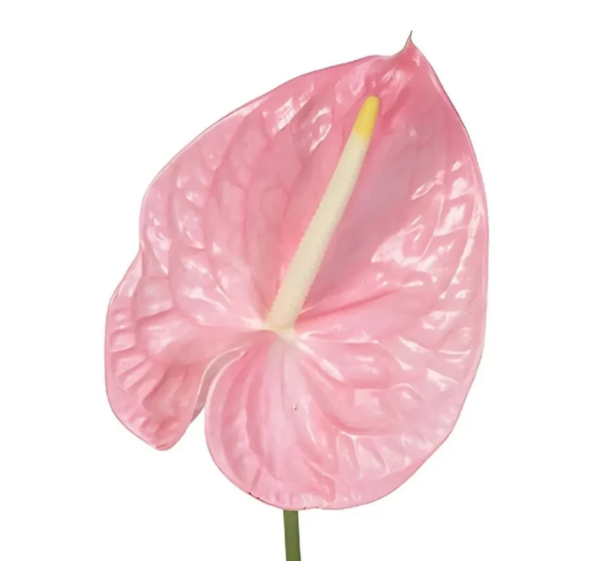 Bulk Pink Anthuriums Bulk Pink Anthuriums